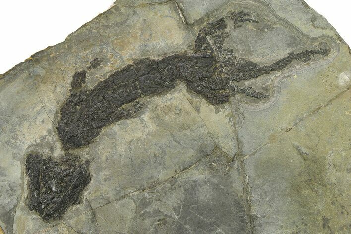 Discosauriscus (Permian Reptiliomorph) - Franchesse, France #293084